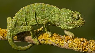 cute green chameleon